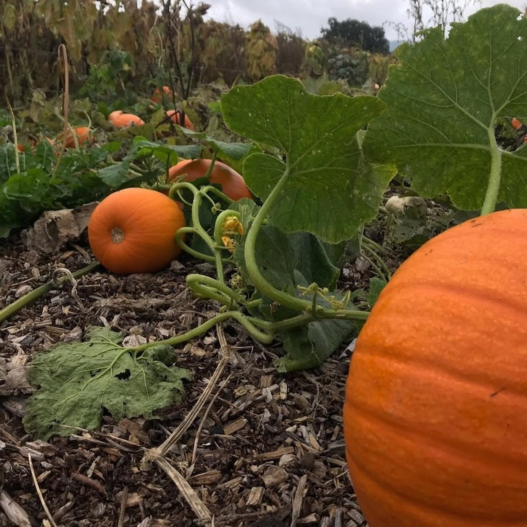 Pumpkin Picking (TEST)